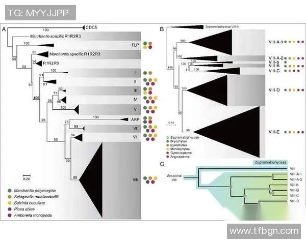世界足球星级评定标准解析及球员等级划分体系探讨